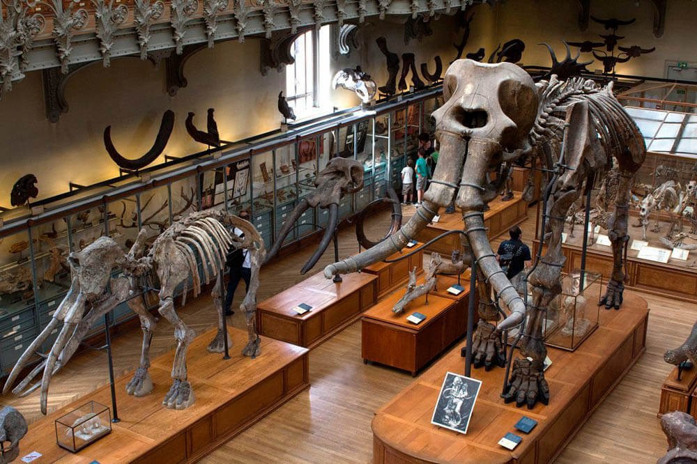 museum dinosaurs